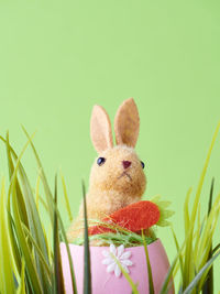 Close-up of rabbit on plant