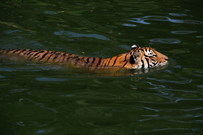 High angle view of tiger swimming in lake