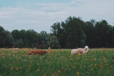 Sheep on grassy field against sky