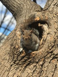 Close-up of squirrel sitting on tree trunk