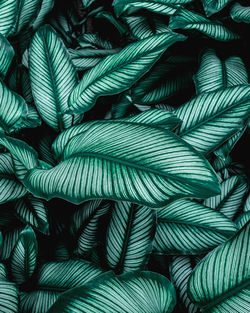 Closeup nature view of tropical leaf background, dark green wallpaper concept.