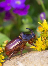 Rhinoceros beetle - arthropoda