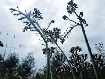 Low angle view of flowering plants against sky