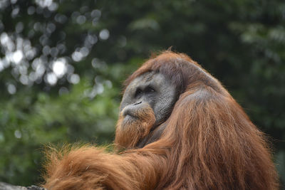 Close-up of a monkey