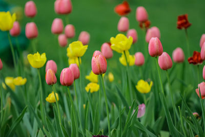 Close-up of tulips in field