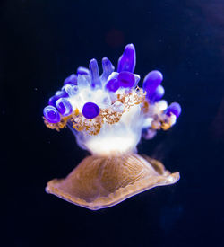 Beautiful jellyfish floating in aquarium water