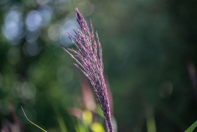 Close-up of purple flowering plant