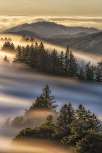 Scenic view of trees against sky during sunset