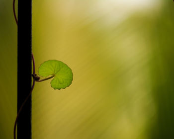 Close-up of leaves