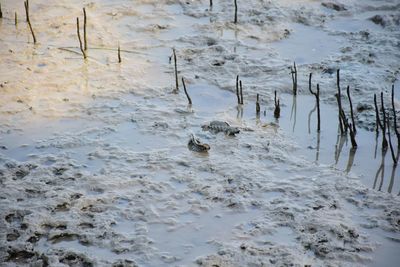High angle view of frozen lake during winter