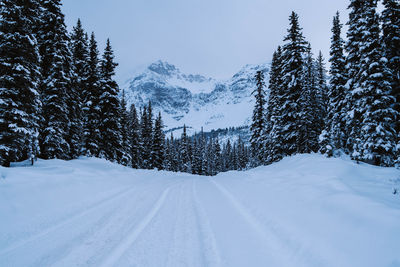 Snow covered land and trees against sky