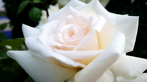 Close-up of white rose