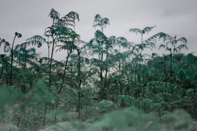 Plants growing on field against sky fern