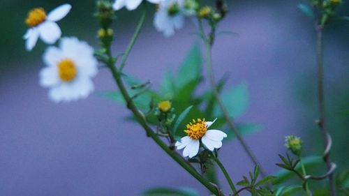 Close-up of flowers against blurred background