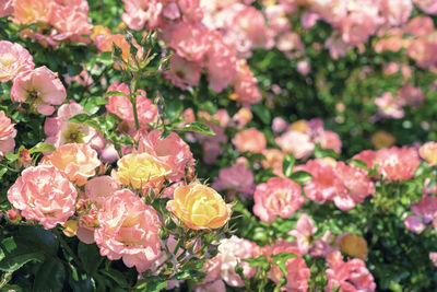 Close-up of pink flowering plants in park