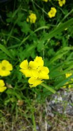 Close-up of yellow flower