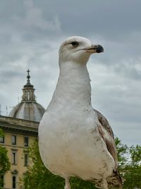 Close-up of seagull