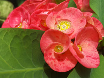 Close-up of pink rose flower