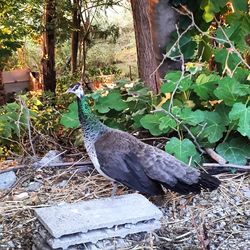 Bird perching on ground