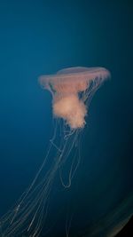 Close-up of jellyfish swimming in sea