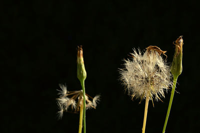 Close-up of flower at night