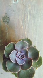 High angle view of succulent plant