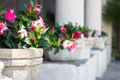 Close-up of pink flower pot