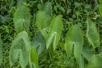 Close-up of green leaves on field