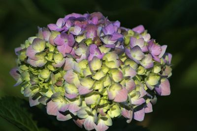 Close-up of purple flowers