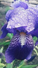 Close-up of purple flower blooming in park