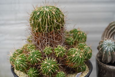 Close-up of cactus plant in pot