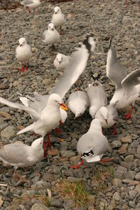High angle view of seagulls