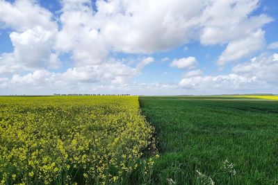 Scenic view of field against sky