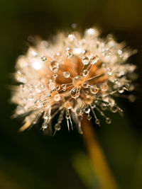 Close-up of water drops on flower