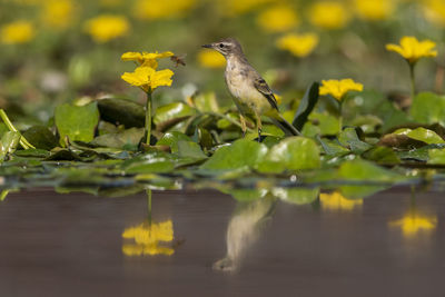 Bird perching on a lake