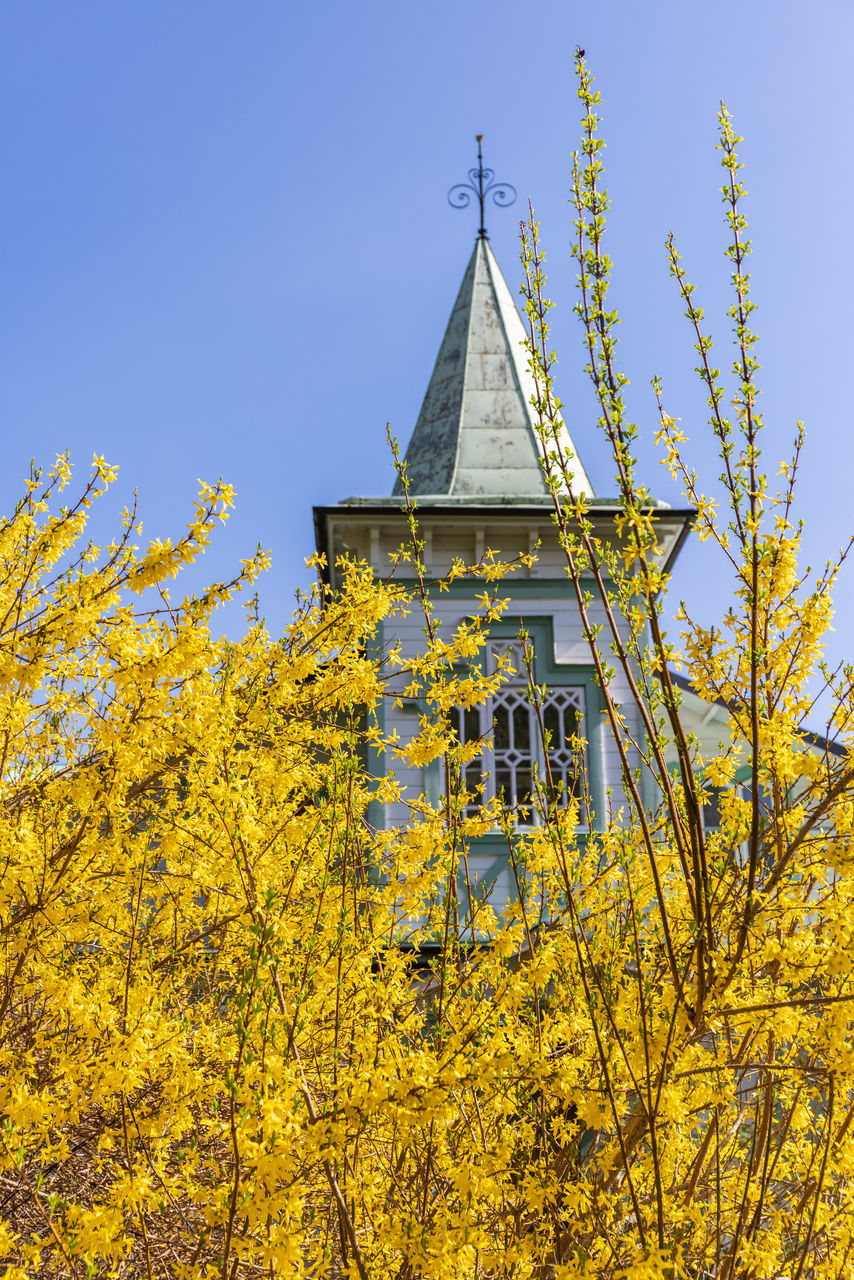 architecture, yellow, built structure, plant, sky, building exterior, nature, building, flower, rapeseed, tree, no people, place of worship, clear sky, autumn, religion, blue, history, landscape, beauty in nature, the past, travel destinations, belief, outdoors, rural scene, day, low angle view, tower, growth, spirituality, land, sunlight, scenics - nature, spire, sunny, canola, flowering plant