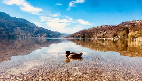 Ducks in a lake