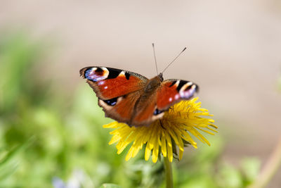 Close-up of butterfly pollinating on flower