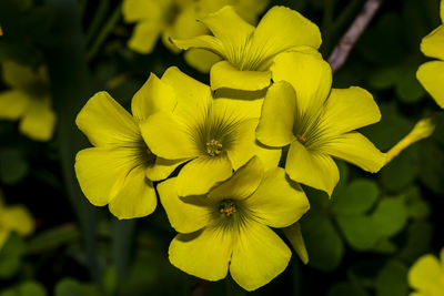 Close-up of yellow flowering plant