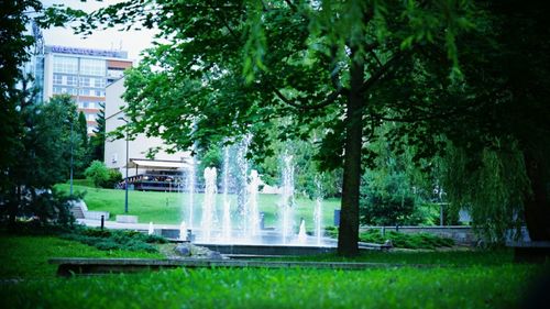 Trees in park