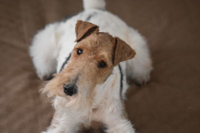 Close-up of dog at home