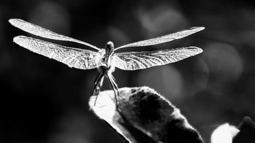 Close-up of dragonfly on twig