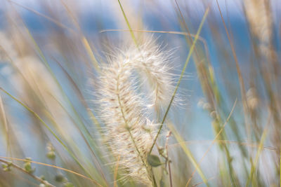 Close-up of dandelion growing in field