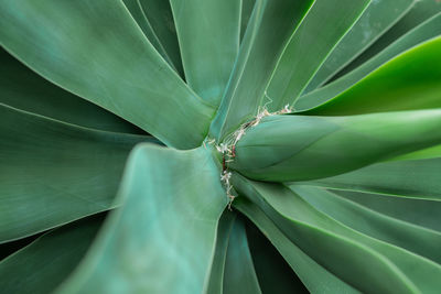 Close-up of succulent plant