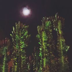 Close-up of fresh plants on field against sky at night