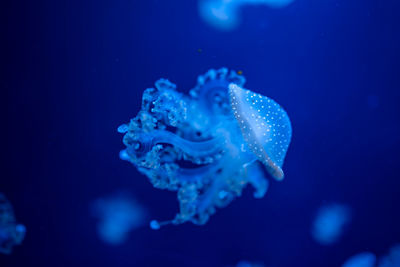 Close-up of jellyfish swimming in sea