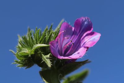 Close-up of pink flower against blue background