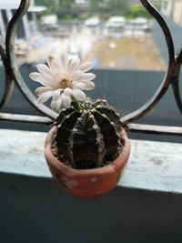 Close-up of potted plant on table