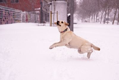 Dog running on snow covered street