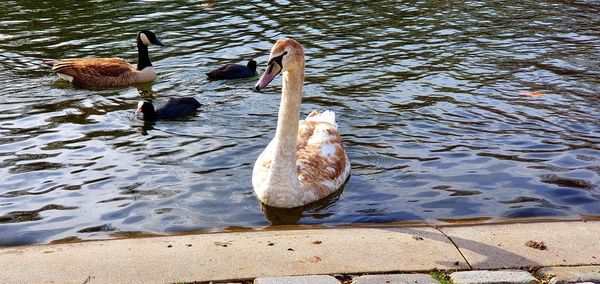 High angle view of swans swimming in lake